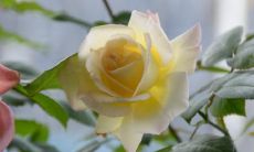 在困境中激励你的最激动人心、最耳熟能详的座右铭是哪一个？