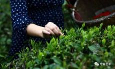 谷雨季节的文学句子：用美妙的语言赞美春天来临的瑰丽景象