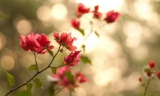 在春天里，儿童们欢乐的语句与嬉笑声