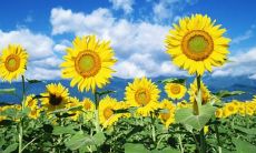 表达聋哑人欣喜之情的长句子