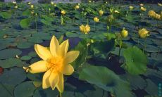 分享我内心愉悦的情感言语，描述我的幸福情绪