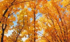 分享感人的关于亲情家人的句子，表达内心感悟与情感沉淀