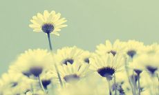 如何打造独特而有个性的微博个性签名句子？创意与灵感并进，从简洁中挖掘出无限可能！