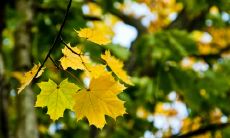 重要，如何表达珍惜彼此感情的句子？探讨亲情的价值和如何维护家庭关系