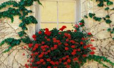 89句畅谈大龄儿童节的经历和感受：回忆往昔，看现状，有所思考