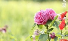 经典古诗词赏析：立夏节气所述之文献传承与文化内涵探究