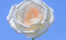 充满温情、令人感动的简短语句