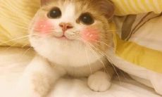 女性使用可爱撒娇语言获得优惠的情境探究