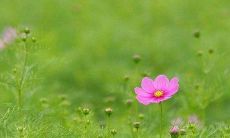 春天的美丽与唯美描写，带来了无限感动与欢喜心情的诱人图片！