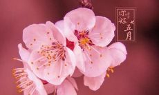 深情饱满，如五月之花开，流转绵延，如五月之日长，经典句子赞美五月的美丽独特