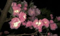 探寻文学珍品：精挑细选的小众句子摘抄与分享