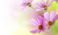 用精美语言表达感恩之情的句子，从而传递感激与爱的正能量