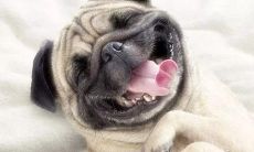 2022年最妙趣横生的搞笑短信诙谐登场！