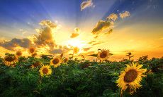 一篇集合了唯美句子的爱情美好文字之旅