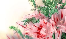 一份爱的告白清单：母亲节致妈妈们的感恩祝福汇总