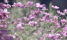 一位作者所呈现的感动人心的描写亲情主题的句子合集