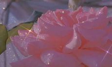 温柔干净的文案：让你在第一眼就心动的诱人之作！