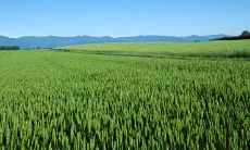 寒流降临，手机短信受到冬季“冷空气”问候