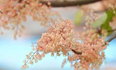 带着美好的祝福，希望你的生命充满开心和幸福