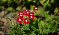 一些简短而深刻的句子，表达对亲情的强烈赞美和颂扬