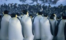 探秘皇帝企鹅日记：不容错过的经典台词回顾与分析