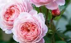 感恩的诗文,感谢的句子:表达感激之情的优美诗词和句子