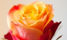 探寻友情真谛：名人经典语录揭示友情的真谛