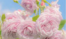 文案推荐：欣赏这些文艺清新的夏天文案，让超级温柔的短句成为你最美好的夏日回忆！