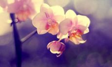 今日立夏，分享我的立夏感受和心情：一起来感受五月浓郁的绿意、温暖的气息，迎接夏季的到来！