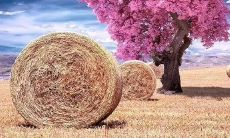 2022新年心情短语：分享您内心真实的想法和感受!