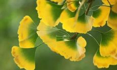 记录秋分时节的朋友圈状态更新，分享个人感受与心情