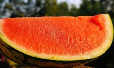 夏日优美短句语录，选自恋爱小说、诗歌及随笔之中，感受意境与热情沸腾