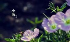 分享：今天是小满祝福语的日子，让我们一起送出真挚的祝福！