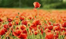 献给所有值得感恩的人们：一份感恩的句子，让我们珍惜拥有与感恩一切！