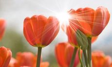 《超级温柔的超长文案：用柔软的文字温暖你的心灵》