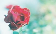 分享一些甜蜜可爱的单身情感话语，表达内心的独立自信和爱情期待