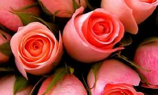 唯美的句子探讨甜品如何牵引友情的原因与效果