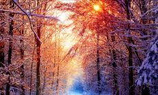 如何用一句话表达感恩之情：探讨神奇句子的表达力和感染力