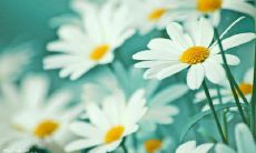 庆祝耶稣显现日，表达感恩之情的一些话句