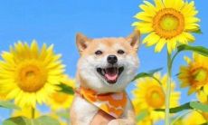 一句话夸人，笑料百出，让你收获好感和欢笑的幽默诙谐夸人句