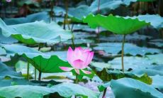 在立夏这个特殊的日子里，让我们畅谈内心的感受与情感