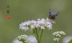 立夏日记：今日华丽登场的夏日，一切准备好了，与您分享心情及注意事项！