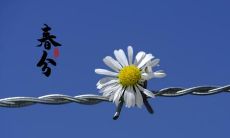 给你的朋友送上春分寄语祝福的精美图片分享，表达你对他们的关怀和祝福！