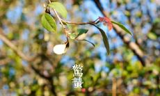 用温暖问候跨越惊蛰，表达多彩生活情感：惊蛰时节暖心问候，传递多姿多彩情感生活