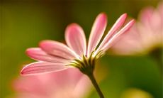 没有亲情的人生：一种孤独而荒漠的存在