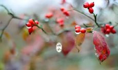 如何在雨水节气中发朋友圈，分享生活趣事与感悟？