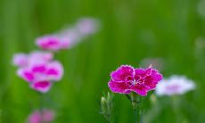 让您每天都充满欢笑和愉悦的句子！