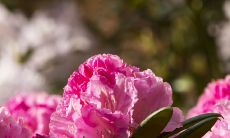 一些关于表达对亲情赞美的感人、深刻、动人的话语和句子