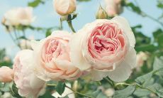 在高温天气中向亲友发送问候短信