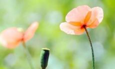 表达友谊异常牢固的句子